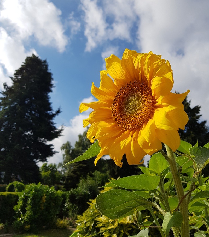Sonnenblumen: Strahlende Blüten mit vielseitigem Nutzen