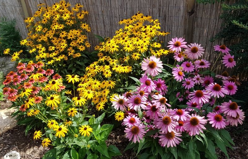 Blumen bringen Farbe und Leben in jeden Garten