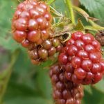 Anpflanzen von Brombeeren: Ein ausführlicher Beitrag