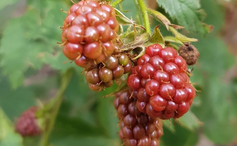 Anpflanzen von Brombeeren: Ein ausführlicher Beitrag