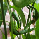 Chilis säen, pflegen und ernten