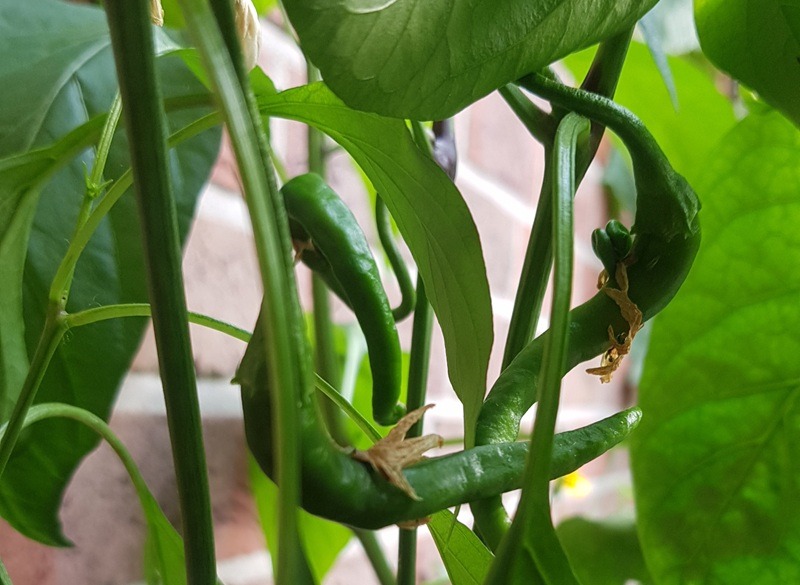 Chilis säen, pflegen und ernten