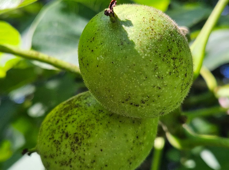 Bäume und Sträucher – Pflege, Auswahl und Tipps für den Garten