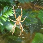 Kreuzspinne: Alles über Netz, Jagd und Lebensweise