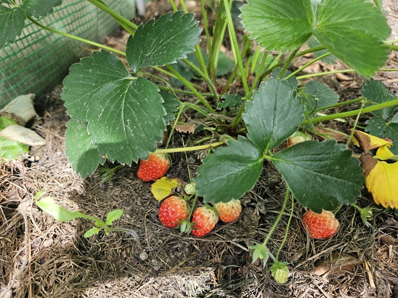 Erdbeeren- Anpflanzen im Bio-Garten