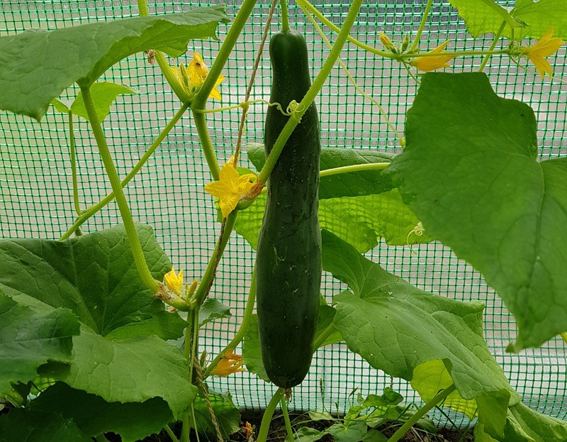 Gurken im Bio-Garten: Anbau, Pflege und Ernte