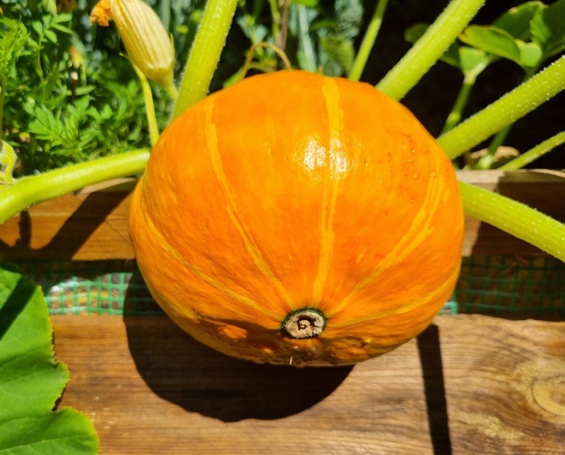 Hokkaido Kürbis: Anbau, Pflege und Verwendung im Bio-Garten