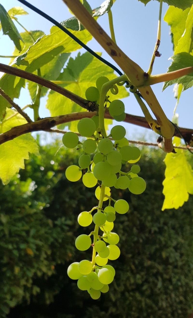Weinreben im Garten: Pflanzung, Pflege & Ernte