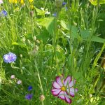 Wilder Garten- Sinn und Nutzen!