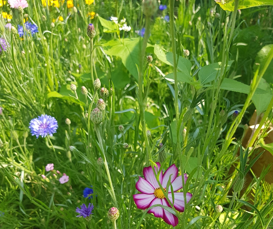 Wilder Garten- Sinn und Nutzen!