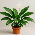 Einblatt (Spathiphyllum): Pflegeleicht, schön und luftreinigend