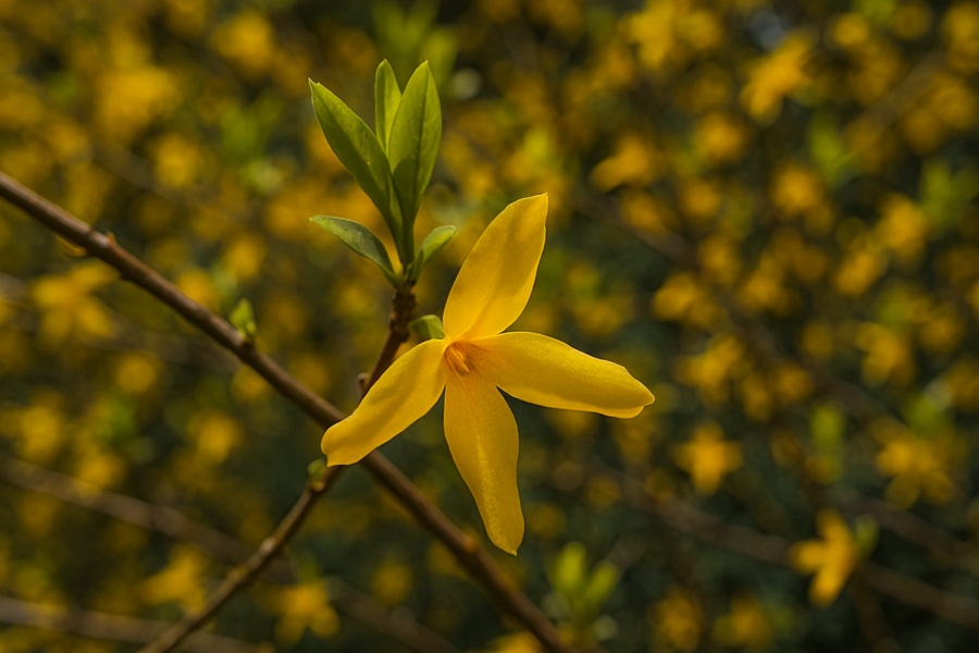Forsythie: Blühfreude und Pflege im Frühlingsgarten