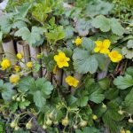 Golderdbeere (Waldsteinia ternata): Ein leuchtender Bodendecker