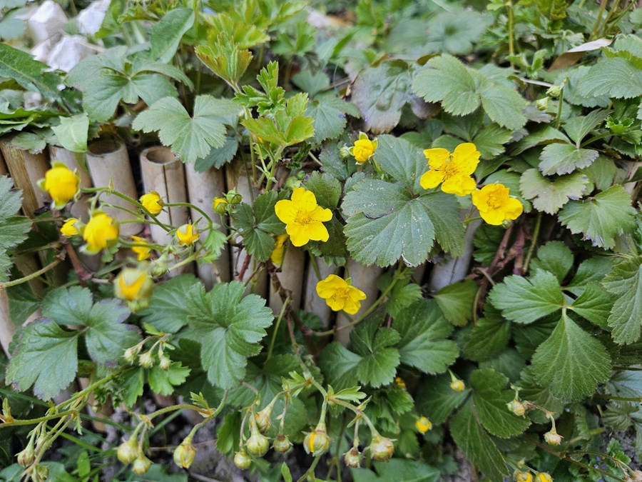 Golderdbeere (Waldsteinia ternata): Ein leuchtender Bodendecker