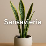 Sansevieria: Die pflegeleichte Zimmerpflanze für jeden Raum