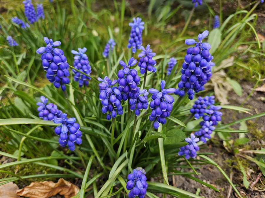 Traubenhyazinthen im Garten: Pflegeleicht und bienenfreundlich
