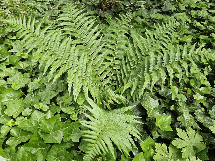 Farne im Garten – pflegeleichte Schönheiten für schattige Plätze