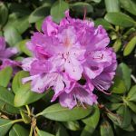 Rhododendron richtig pflanzen und pflegen