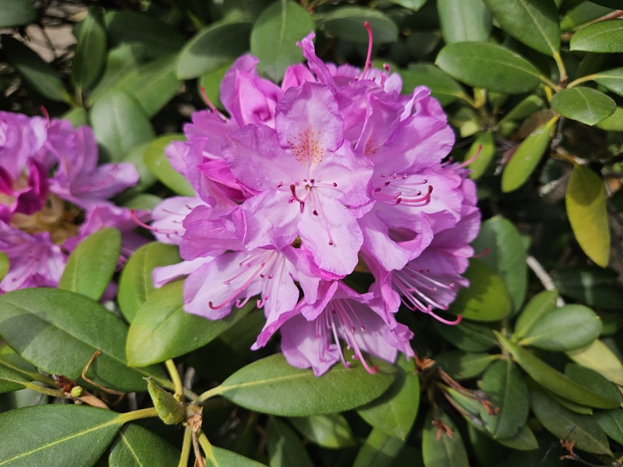 Rhododendron richtig pflanzen und pflegen