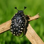 Trauerrosenkäfer im Garten: Erkennen, verstehen, handeln