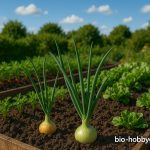 Zwiebeln anbauen im Garten – Anleitung für eine erfolgreiche Ernte
