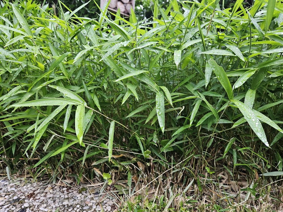 Bambus: Der exotische Alleskönner im heimischen Garten