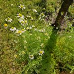 Echte Kamille im Garten – Heilpflanze mit Geschichte