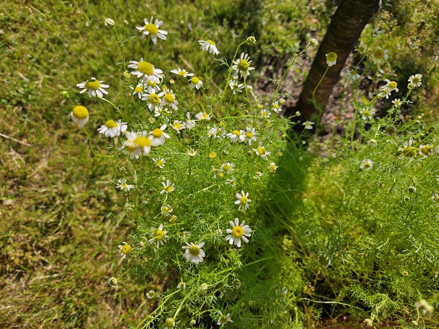 Echte Kamille im Garten – Heilpflanze mit Geschichte