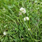 Weißklee: Nützlicher Bodendecker & Bienenfreund für den Garten