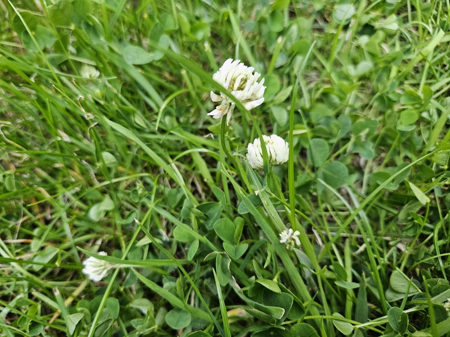 Weißklee: Nützlicher Bodendecker & Bienenfreund für den Garten