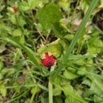 Scheinerdbeere im Garten: Hübsch, aber kein Genuss