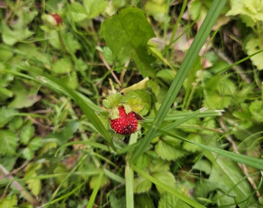Scheinerdbeere im Garten: Hübsch, aber kein Genuss