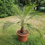 Dattelpalme im Topf: Pflege, Standort und Tipps für Hobbygärtner