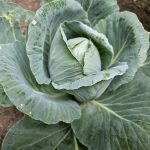 Weißkohl im Bio-Garten anbauen: Tipps & Sorten