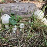 Pilze im Garten – nützlich oder schädlich?