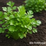 Koriander im Garten anbauen und vielseitig nutzen