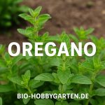 Oregano im Bio-Garten