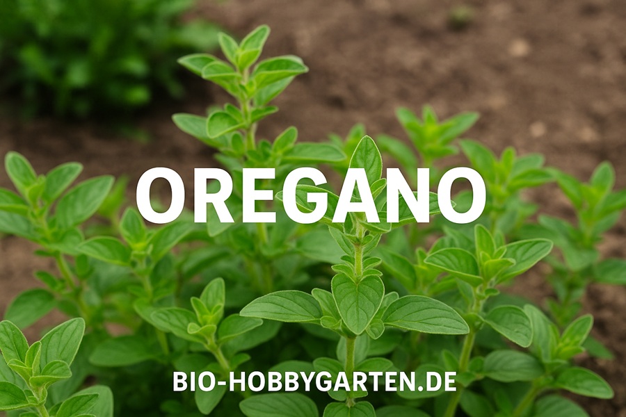 Oregano im Bio-Garten