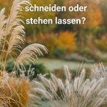 Ziergräser im Herbst – schneiden oder stehen lassen?
