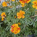 Studentenblumen (Tagetes) – robuste Helfer mit langer Blütezeit