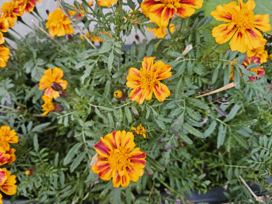 Studentenblumen (Tagetes) – robuste Helfer mit langer Blütezeit