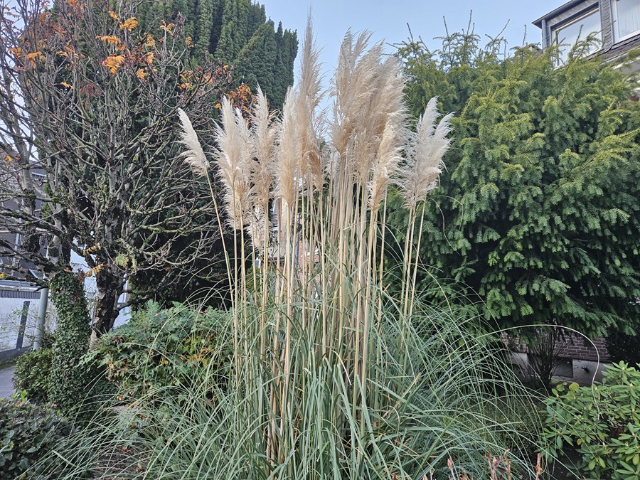 Pampasgras richtig pflanzen und pflegen