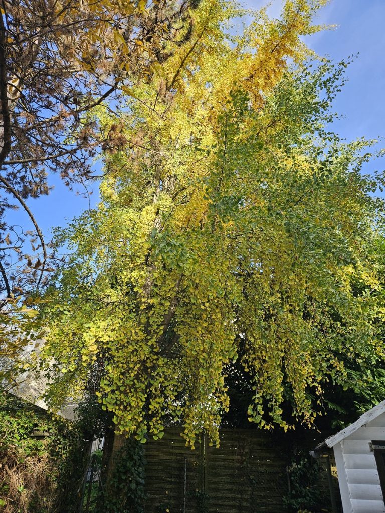 Fächerbaum- Ginkgo biloba