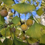 Ginkgo biloba Fächerbaum