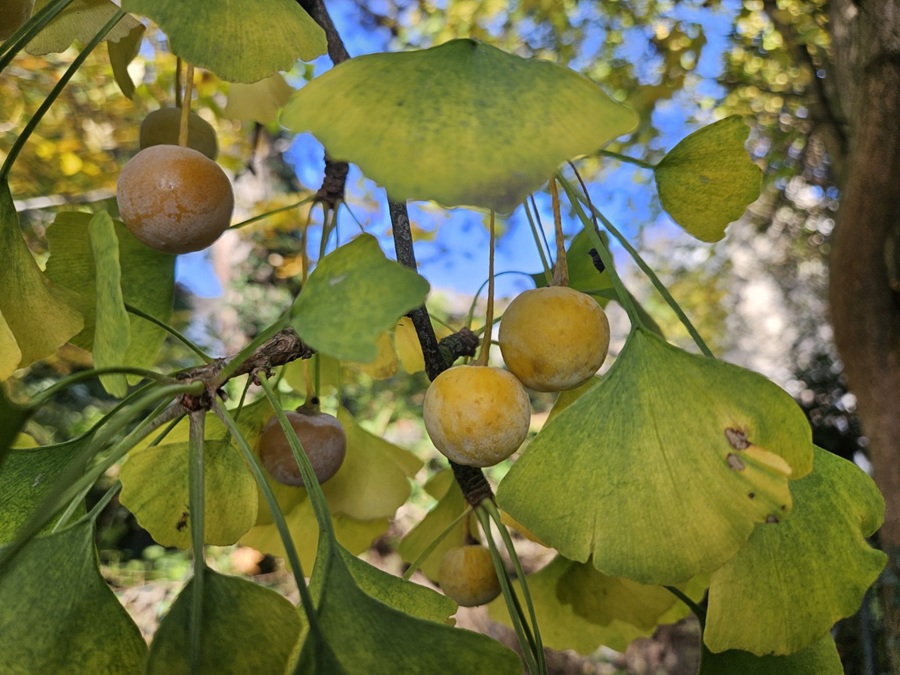 Ginkgo biloba Fächerbaum