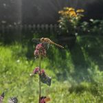 Libellen am Gartenteich – faszinierende Nützlinge