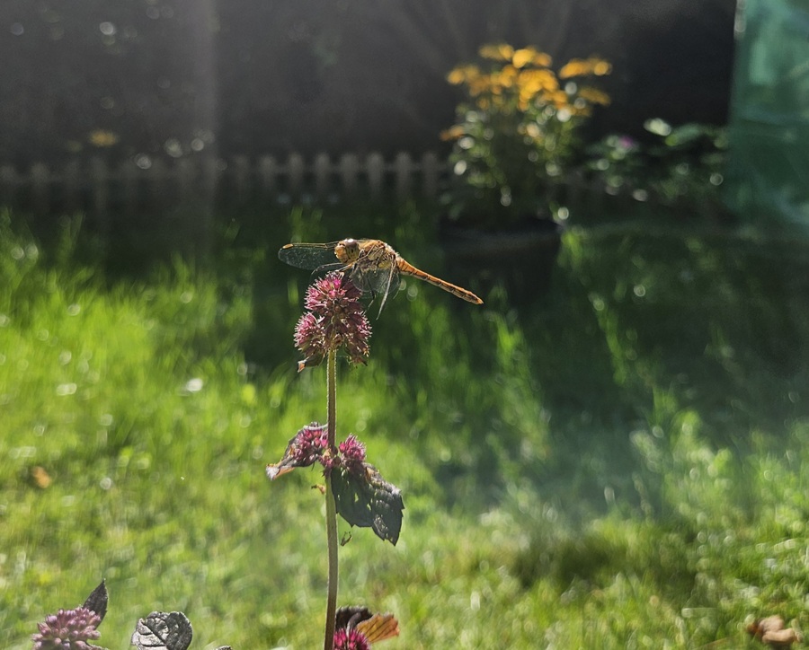 Libellen am Gartenteich – faszinierende Nützlinge