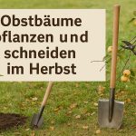 Obstbäume pflanzen und schneiden im Herbst