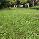 Rasen im Herbst richtig pflegen – für sattes Grün im Frühjahr