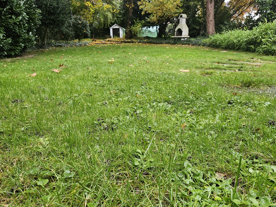 Rasen im Herbst richtig pflegen – für sattes Grün im Frühjahr